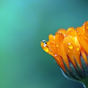 marigold, flower, dewdrops